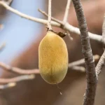 Niamba nature baobab fruit