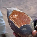 Niamba nature baobab fruit coque