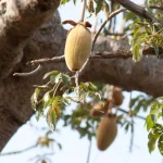 Niamba nature baobab fruit sur l'arbre