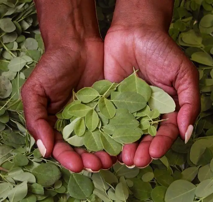moringa-niamba-nature
